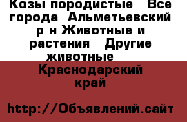 Козы породистые - Все города, Альметьевский р-н Животные и растения » Другие животные   . Краснодарский край